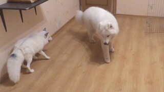 The little fox is very interested in the Samoyed's tail and she wants to play with him