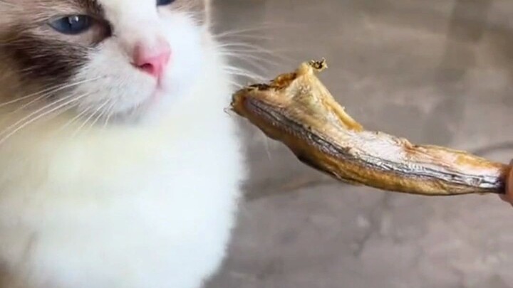“Kucing tiga kati, tulang belakang empat kati”