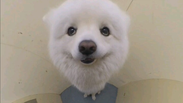 Missing puppy makes a comeback! This video was shot today by Tangyuan’s mom, but it’s a bit dark sin