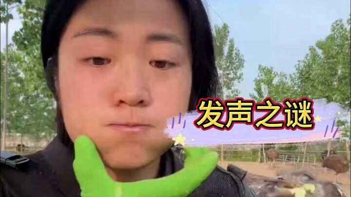 How do ostriches roar if they don't have vocal cords?