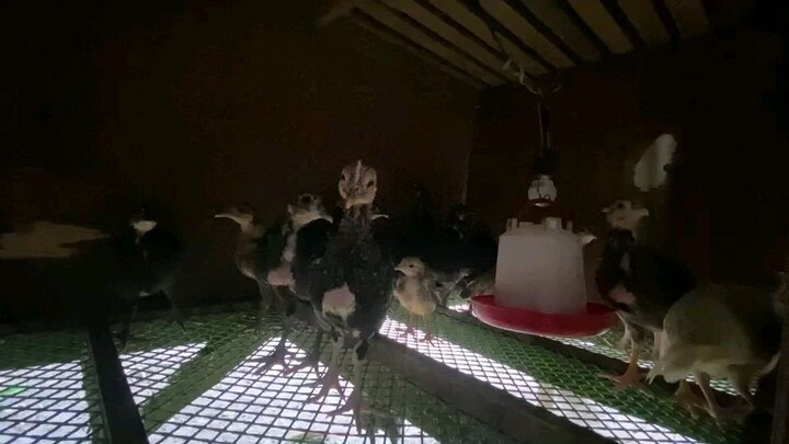 Mixed breed 15 june 25