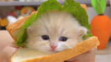 一口一个小猫三明治