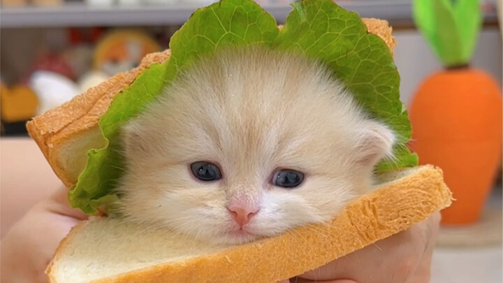One bite of a kitten sandwich