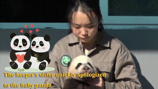 [Hewan] Bayi panda berjemur di pagi hari