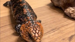 长相独特的小家伙