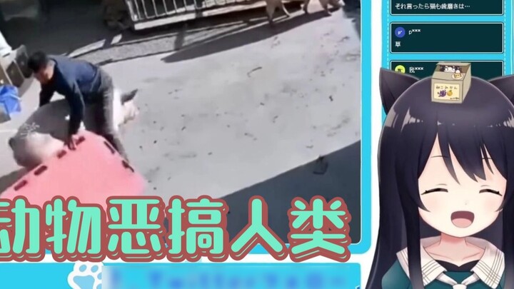 【Cat Sound Bell】Cat Sound Bell Watch small animals prank humans