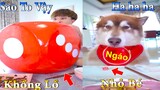 Thú Cưng TV | Dương KC Pets | Ngáo Husky Troll Bố #22 | chó thông minh vui nhộn | funny cute dog