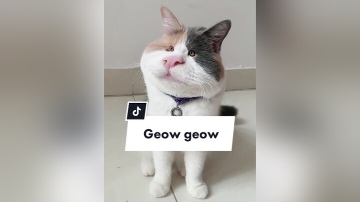 Nhà mình mới đón thêm bé cún kêu geow geow =)))) cat meo catsoftiktok