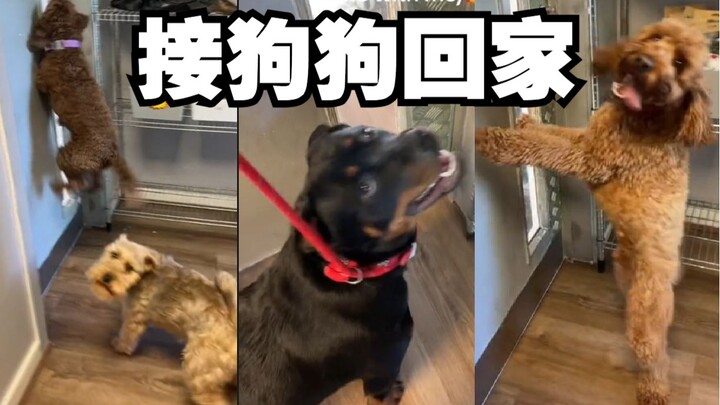 Sekolah harian anjing: pulang kerja jam setengah enam, jam berapa anjing-anjing dijemput?