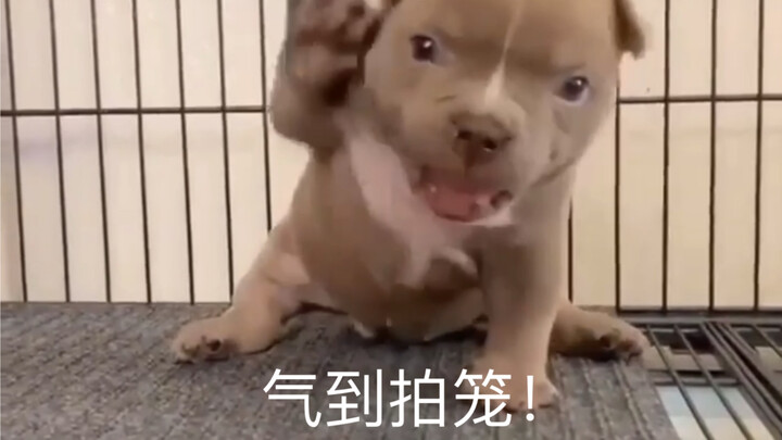 Dog: Don’t mess with me—I’ll slap you if you don’t believe me!