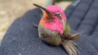 An uncle rescued a trapped hummingbird, and it came to thank him the next day with its family.