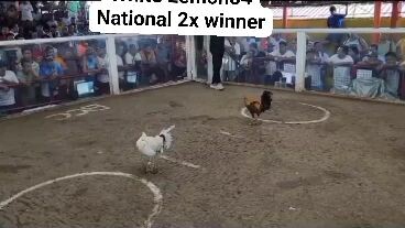 White Lemon vs Gold At BCC