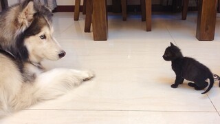 Fierce Kittens. Try To Scare stepmother. Husky: Comfort You By Licking