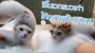catvlogꊞ˖*ˑ cat vlog⋆｡˚🪞⌇รีโนเวทแมวเก่าให้กลายเป็นลุคคุณหนู