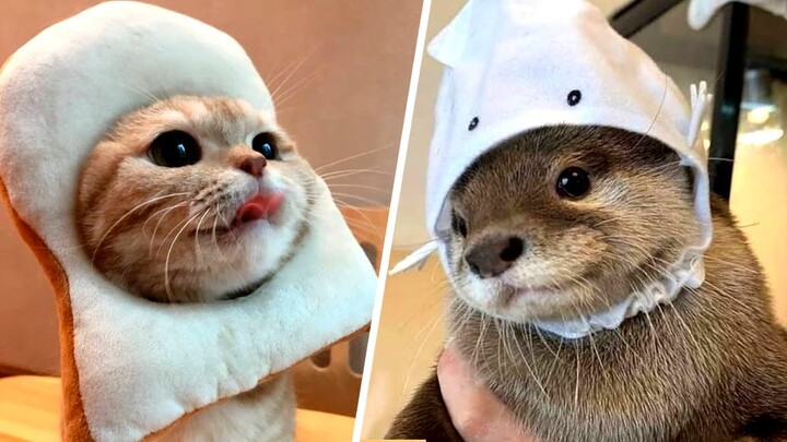 Cute Pets For When You are Feeling Down 🥰 (Funny)