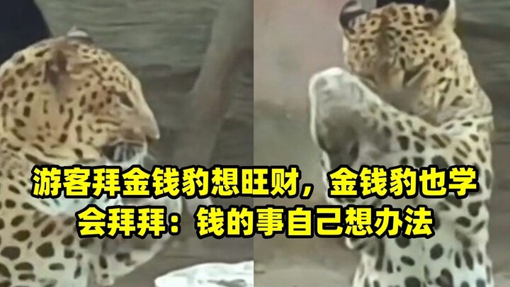 Tourists bow to the leopard in hopes of boosting their wealth, and the leopard has even learned to r