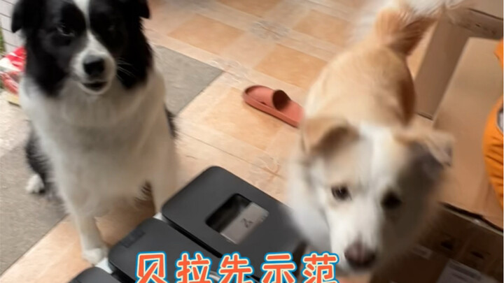 Cola: As long as I can’t catch it, there’ll always be food to eat.