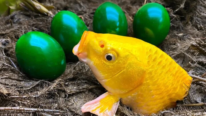 [Fanart] CUCKOO Stop-motion animation - Story of Mom Carp