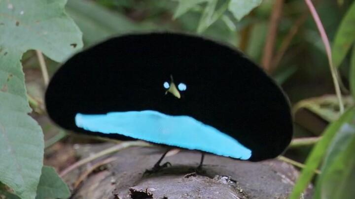 Giao phối ở chim – Những hành vi của chim mà bạn không thể nhìn thấy