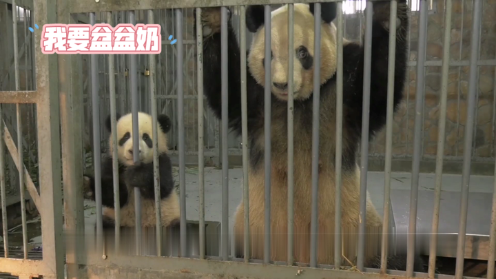 แม่แพนด้าพาลูกมาทำเป็นน่าสงสาร ร้องไห้หน้าคุก