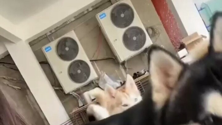 Even Chongqing’s Huskies are afraid of “Laozi Shudao Mountain”; netizens say it exudes an overwhelmi
