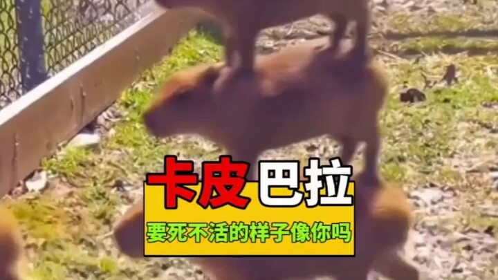 This carefree, death-defying mindset is just like today’s office workers.