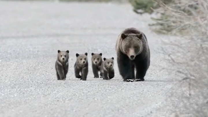 Mommy Bear Successfully Raised Four Cubs—A Heartwarming Tale of Motherly Love and Lucky Little Ones!