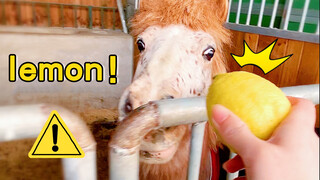 Giving horses a lemon, the tiny pony is much more clever!