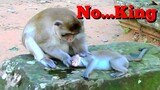 No...King​,​ Monkey​ ​Cry​ ​Loudly Because Leader Attack Her, Monkeys Scare Not Good Feel To King​
