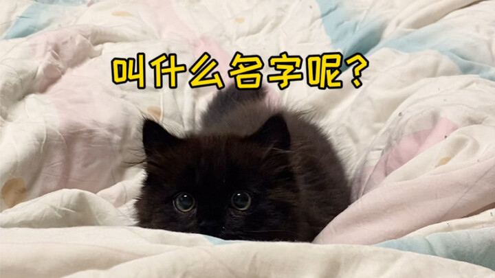 A new member has arrived! What should we name this super-dark one?