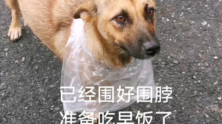 Doggy: I wasted my Bilibili buddies’ coins today because… this is totally the buyer’s fault.