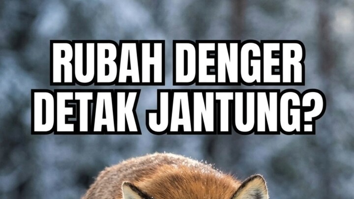 Rubah Bisa Denger Detak Jantung Mangsanya di Bawah Salju, Ini Cara Kerjanya #pediavet #faktaunik
