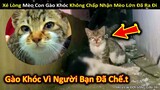 Xé Lòng Nghe Mèo Con Gào Khóc Vì Không Chấp Nhận Mèo Lớn Đã Ra Đi || Review Giải Trí Đời Sống