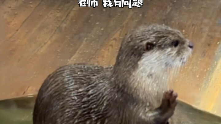 Ignoring species, here’s why I’d recommend a baby otter to compete on “Singer”!