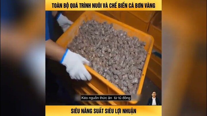 Toàn bộ quá trình nuôi và chế biến cá bơn vàng siêu lợi nhuận - Review top video trending tiktok