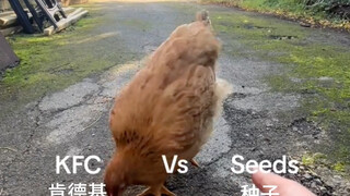 ไก่: ต้องยกให้ลุงสองทอดน้ำมันเลย