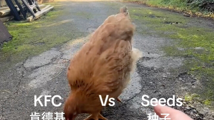 Ayam: Tetap saja Paman Kedua yang digoreng