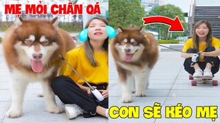 Thú Cưng Vlog | Gia Gia Đáng Yêu Và Mẹ #2 | Chó Gấu Alaska thông minh vui nhộn | Pets dog cute smart