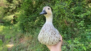 Experiencing the sound of nature in the fields