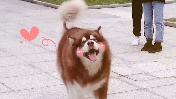 ด้านหน้าเร่าร้อนสุดๆ! นี่อาจเป็นเจ้าตูบที่สองมาตรฐานที่สุดเท่าที่ฉันเคยเห็นมา