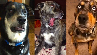 สุนัขเข้าใจสิ่งที่คุณพูดจริงๆ - ปฏิกิริยาของสุนัขที่ตลกขบขันทำให้คุณหยุดหัวเราะไม่ได้