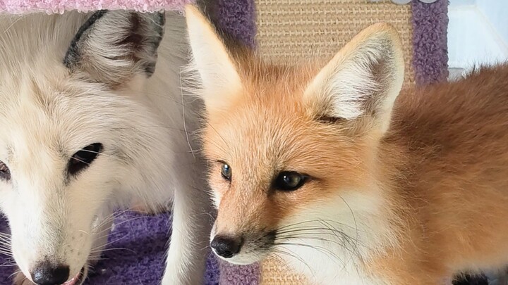 นึกว่าเป็นจิ้งจอกสุดยอด ที่แท้กลับเป็นตัวผู้สุดแกร่ง