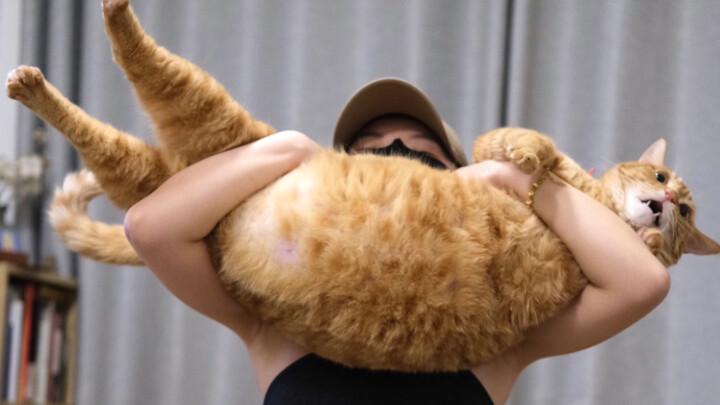 Cat Temperament Test: The Death-Defying Edition — Proceed with Extreme Caution!