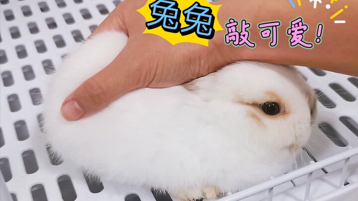 I bought a rabbit, but the seller sent a…guinea pig? So cute～