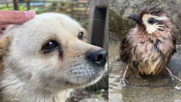 People die for wealth; birds die for food!