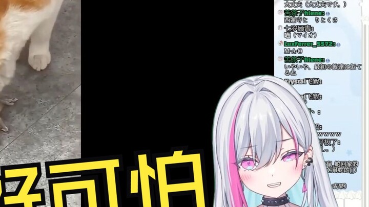 Japanese V watched "Cat: I brought you a gift!": Cats are scary