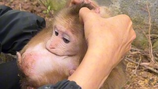 I found a monkey ball by the roadside, but it doesn't seem to be eating.