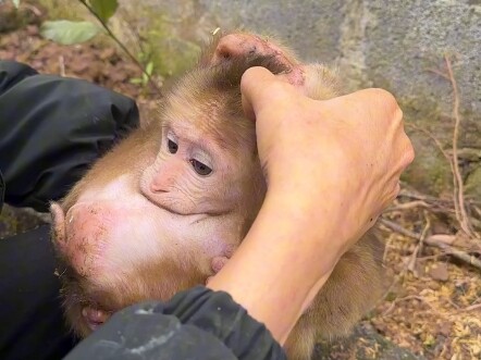 I found a monkey ball by the roadside, but it doesn't seem to be eating.