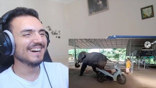 DaoMongkol | ดาวมงคล..แอบขโมย|ปล้นกล้วยให้พี่เดือน .แอบขโมยทุเรียน  Reaction