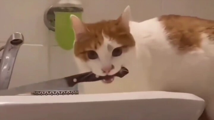 Kucing-kucing, aku juga bukan orang baik-baik!!!